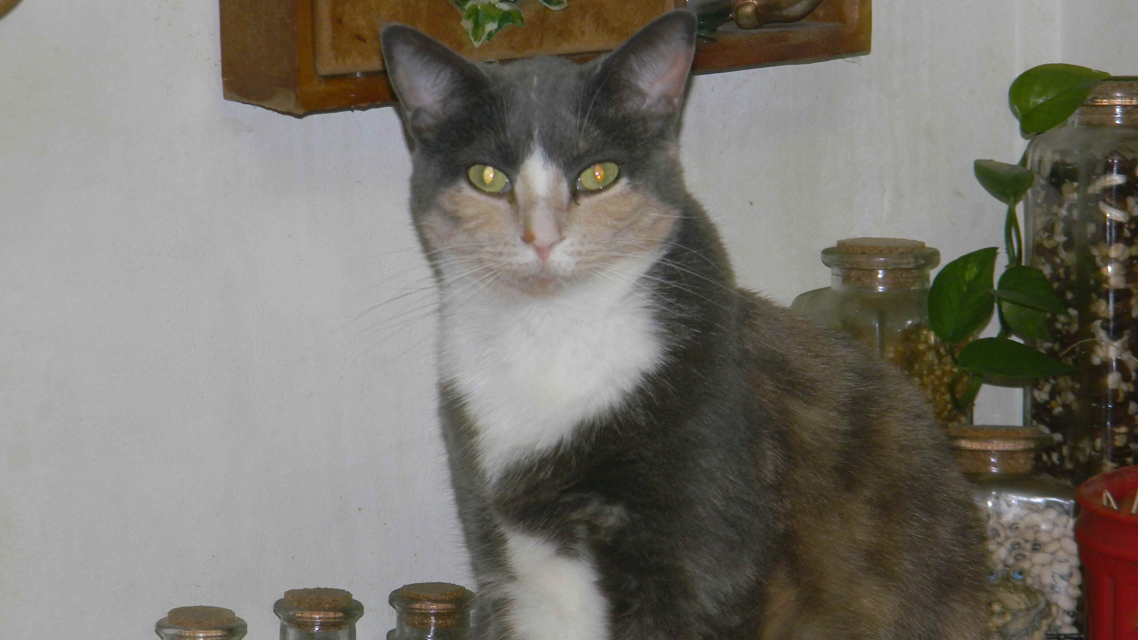 DSCN0762.JPG (1895572 bytes)