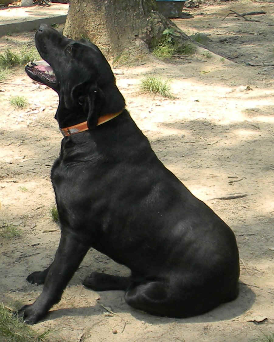 amos.JPG (208047 bytes)