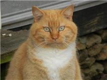 cat 1.jpg (6487 bytes)