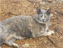 cat 2.jpg (10591 bytes)