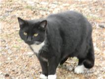 cat 3.jpg (8049 bytes)