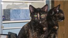 cats 4.jpg (6361 bytes)