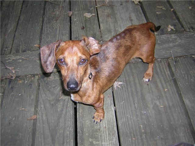 dog_1.jpg (32255 bytes)