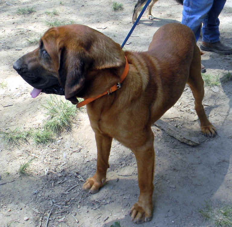 jethro 2.JPG (198641 bytes)