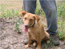 lab shep 3.jpg (9828 bytes)