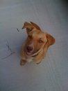 lab shep 4.jpg (2242 bytes)