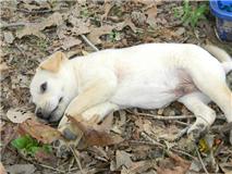 pup 9.jpg (10677 bytes)