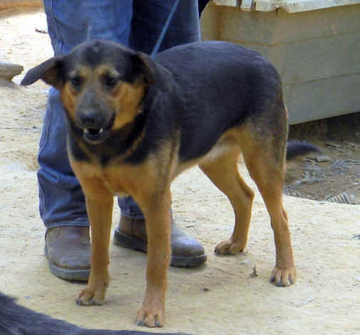 rosie.JPG (72741 bytes)
