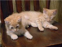 twin cats.jpg (6732 bytes)
