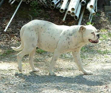 white_dog.jpg (21871 bytes)