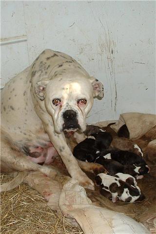 white_dog_puppies_x_10.jpg (27374 bytes)