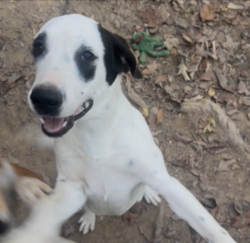 Panda ADOPTED 10.13.25