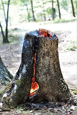 stump burning